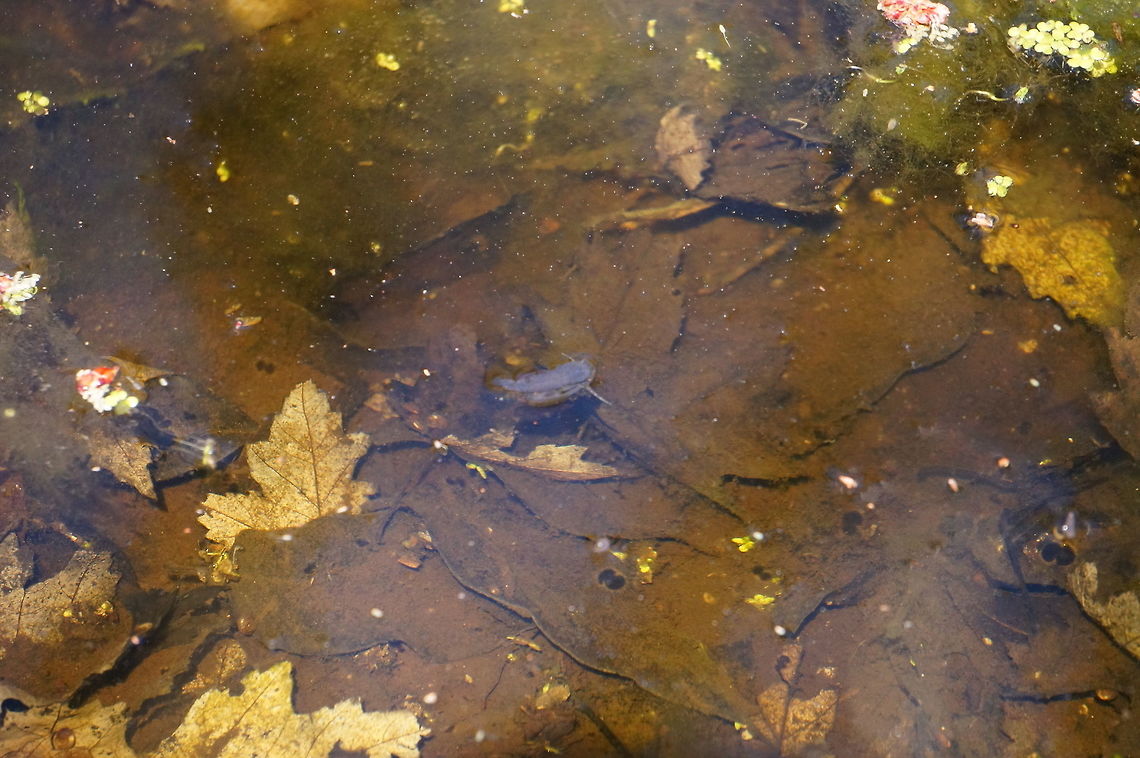 Unknown fish? Amphibian? Leaf? I&#039;m not sure what this thing was, or even 100% positive it was alive. It seemed to be moving faster than the current, but only slightly. It kind of looks like a tiny catfish, but I don&#039;t know of any small species of catfish, and the water is too shallow for any larger fish.<br />
Unfortunately, I lost it after getting distracted by all the toads, as well as a rare sighting of a beaver (which, at the time, I thought was a river otter, which would&#039;ve been even more unusual for the area), so I didn&#039;t get any better shots of it. Geotagged,Henrietta,New York State,Rochester,Tinker Nature Park,United States,United States of America,Winter