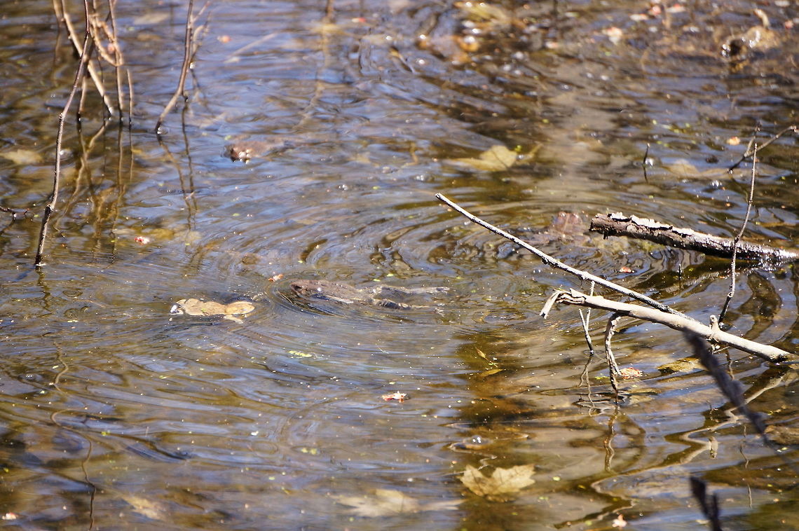 American Toad (Anaxyrus americanus) It was very obviously mating season for the American Toad... there must've been over a hundred swimming around throughout the park (as well as a few other frog species). You can see four in this shot (maybe five... I'm not sure if that is a blurry one in the upper right corner or not).<br />
<section class="video"><iframe width="448" height="282" src="https://www.youtube-nocookie.com/embed/AcLOSiGBRWI?hd=1&autoplay=0&rel=0" frameborder="0" allowfullscreen></iframe></section> American Toad,American toad,Amphibian,Anaxyrus,Anaxyrus americanus,Animal,Anura,Bufonidae,Frog,Geotagged,Henrietta,Nature,New York State,Rochester,Tinker Nature Park,True Toad,United States,United States of America,Vertebrate,Winter