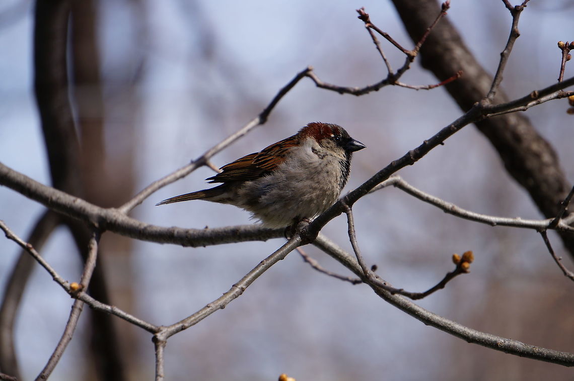 House Sparrow (Passer Domesticus)  Animal,Bird,House Sparrow,House sparrow,Nature,New York State,Passer,Passer domesticus,Passeri,Passeridae,Passeriformes,Perching Bird,Rochester,Seneca Park Zoo,Songbird,Sparrow,Spring,True Sparrow,United States of America