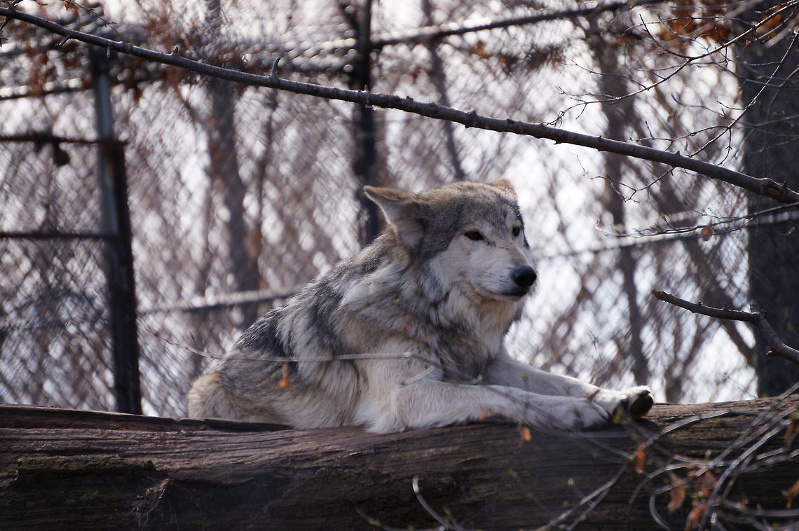 Mexican Wolf (Canis lupus balieyi)  Animal,Canidae,Canis,Canis lupus,Canis lupus baileyi,Carnivora,Dog,Gray Wolf,Mammal,Mexican Gray Wolf,Mexican Wolf,Nature,New York State,Rochester,Seneca Park Zoo,Spring,Timber Wolf,United States of America