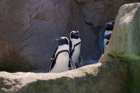 African black-footed Penguin (Spheniscus demersus)  African Penguin,African black-footed Penguin,Animal,Bird,Nature,New York State,Penguin,Rochester,Seneca Park Zoo,Spheniscidae,Sphenisciformes,Spheniscus,Spheniscus demersus,Spring,United States,United States of America,Vertebrate,Zoo