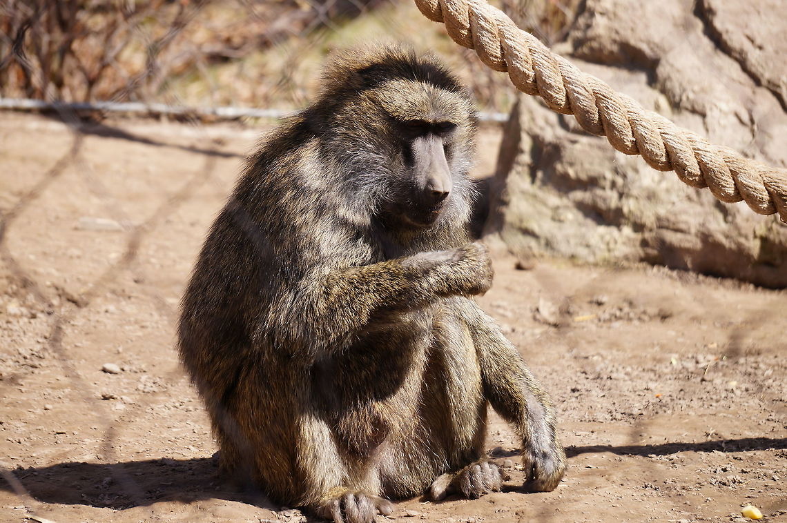 Olive Baboon (Papio anubis)  Animal,Baboon,Cercopithecidae,Mammal,Nature,New York State,Old World Monkey,Olive Baboon,Olive baboon,Papio,Papio anubis,Primate,Rochester,Seneca Park Zoo,Spring,United States,United States of America,Vertebrate,Zoo
