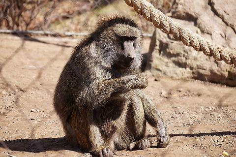 Olive Baboon (Papio anubis)  Animal,Baboon,Cercopithecidae,Mammal,Nature,New York State,Old World Monkey,Olive Baboon,Olive baboon,Papio,Papio anubis,Primate,Rochester,Seneca Park Zoo,Spring,United States,United States of America,Vertebrate,Zoo