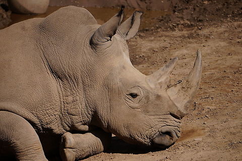White Rhino (Ceratotherium simum simum)  Animal,Ceratotherium,Ceratotherium simum,Ceratotherium simum simum,Mammal,Nature,New York State,Odd-toed ungulate,Perissodactyla,Rhinoceros,Rhinocerotidae,Rochester,Seneca Park Zoo,Southern White Rhino,Spring,United States of America,Vertebrate,White Rhino,White rhinoceros