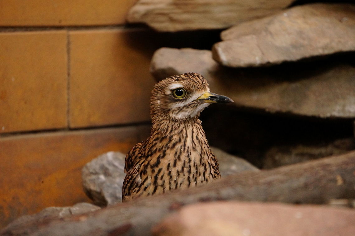 Spotted Thick-knee (Burhinus capensis)  Animal,Bird,Burhinidae,Burhinus,Burhinus capensis,Charadriiformes,Nature,New York State,Rochester,Seneca Park Zoo,Spotted Dikkop,Spotted Thick-knee,Spotted thick-knee,Spring,Stone-curlew,United States,United States of America,Vertebrate,Zoo