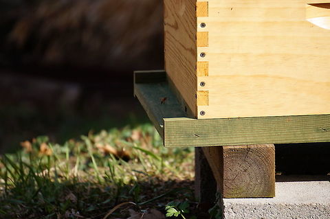 Western Honey Bey (Apis mellifera)  Animal,Anthophila,Apidae,Apis,Apis mellifera,Apocrita,Arthropod,Bee,Honey Bee,Hymenoptera,Insect,Nature,New York State,Rochester,Seneca Park Zoo,Spring,United States of America,Western honey bee,Zoo