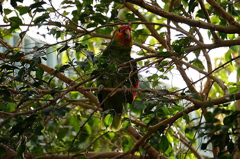 Red-lored Amazon (Amazona autumnalis)  Amazon Parrot,Amazona,Amazona autumnalis,Animal,Arinae,Bird,Nature,Neotropical Parrot,New York State,Parrot,Psittacidae,Psittaciformes,Psittacoidea,Red-lored Amazon,Red-lored Amazon Parrot,Rochester,Seneca Park Zoo,Spring,True Parrot
