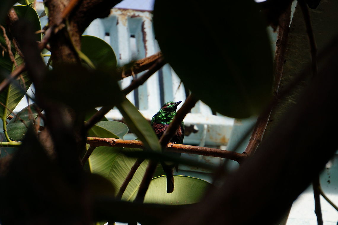 Emerald Starling (Lamprotornis iris)  Animal,Bird,Emerald Starling,Emerald starling,Lamprotornis,Lamprotornis iris,Nature,New York State,Passeriformes,Perching Bird,Rochester,Seneca Park Zoo,Spring,Starling,Sturnidae,United States,United States of America,Vertebrate,Zoo