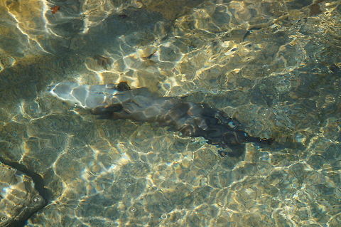 Swimming North American River Otter (Lontra canadensis)  Animal,Carnivora,Lontra,Lontra canadensis,Lutrinae,Mammal,Mustelidae,Nature,New York State,North American River Otter,North American river otter,Otter,Rochester,Seneca Park Zoo,Spring,United States,United States of America,Vertebrate,Zoo