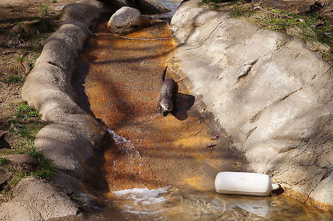North American River Otter (Lontra canadensis)  Animal,Carnivora,Lontra,Lontra canadensis,Lutrinae,Mammal,Mustelidae,Nature,New York State,North American River Otter,North American river otter,Otter,Rochester,Seneca Park Zoo,Spring,United States,United States of America,Vertebrate,Zoo