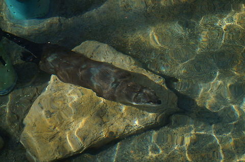 Swimming North American River Otter (Lontra canadensis)  Animal,Carnivora,Lontra,Lontra canadensis,Lutrinae,Mammal,Mustelidae,Nature,New York State,North American River Otter,North American river otter,Otter,Rochester,Seneca Park Zoo,Spring,United States,United States of America,Vertebrate,Zoo