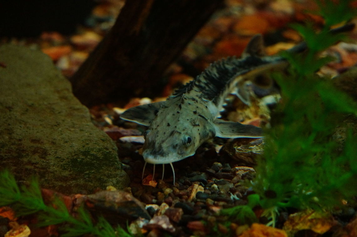 Lake Sturgeon (Acipenser fulvescens)  Acipenser,Acipenser fulvescens,Acipenseridae,Acipenseriformes,Actinopterygii,Animal,Fish,Geotagged,Lake Sturgeon,Nature,New York State,Ray-Finned Fish,Rochester,Seneca Park Zoo,Sturgeon,United States,United States of America,Vertebrate,Winter