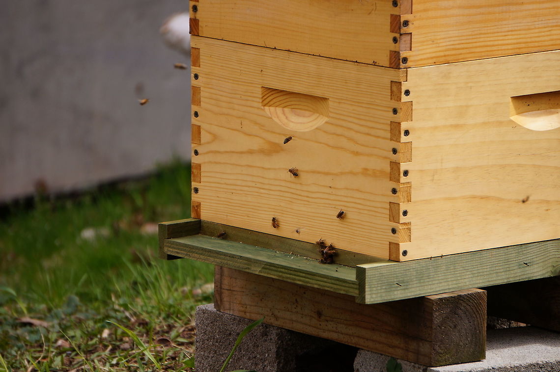 Western Honey Bee (Apis mellifera)  Animal,Anthophila,Apidae,Apis,Apis mellifera,Apocrita,Arthropod,Bee,Geotagged,Honey Bee,Hymenoptera,Insect,Nature,New York State,Rochester,Seneca Park Zoo,United States,United States of America,Western honey bee