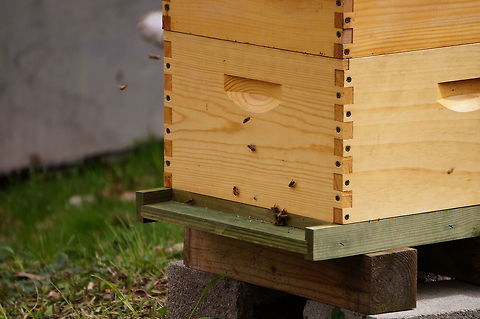 Western Honey Bee (Apis mellifera)  Animal,Anthophila,Apidae,Apis,Apis mellifera,Apocrita,Arthropod,Bee,Geotagged,Honey Bee,Hymenoptera,Insect,Nature,New York State,Rochester,Seneca Park Zoo,United States,United States of America,Western honey bee