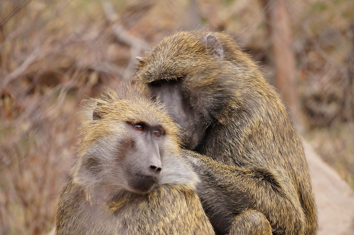 Grooming Olive Baboons (Papio anubis)  Animal,Baboon,Cercopithecidae,Geotagged,Mammal,Nature,New York State,Old World Monkey,Olive Baboon,Olive baboon,Papio,Papio anubis,Primate,Rochester,Seneca Park Zoo,United States,United States of America,Vertebrate,Winter