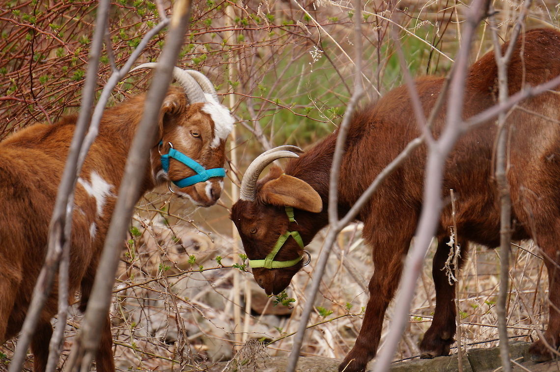Domestic Goat (Capra aegagrus)  Animal,Artiodactyla,Bovidae,Capra,Capra aegagrus,Capra aegagrus hircus,Caprinae,Domestic Goat,Even-toed ungulate,Geotagged,Mammal,Nature,New York State,Rochester,Seneca Park Zoo,United States,United States of America,Vertebrate,Wild Goat