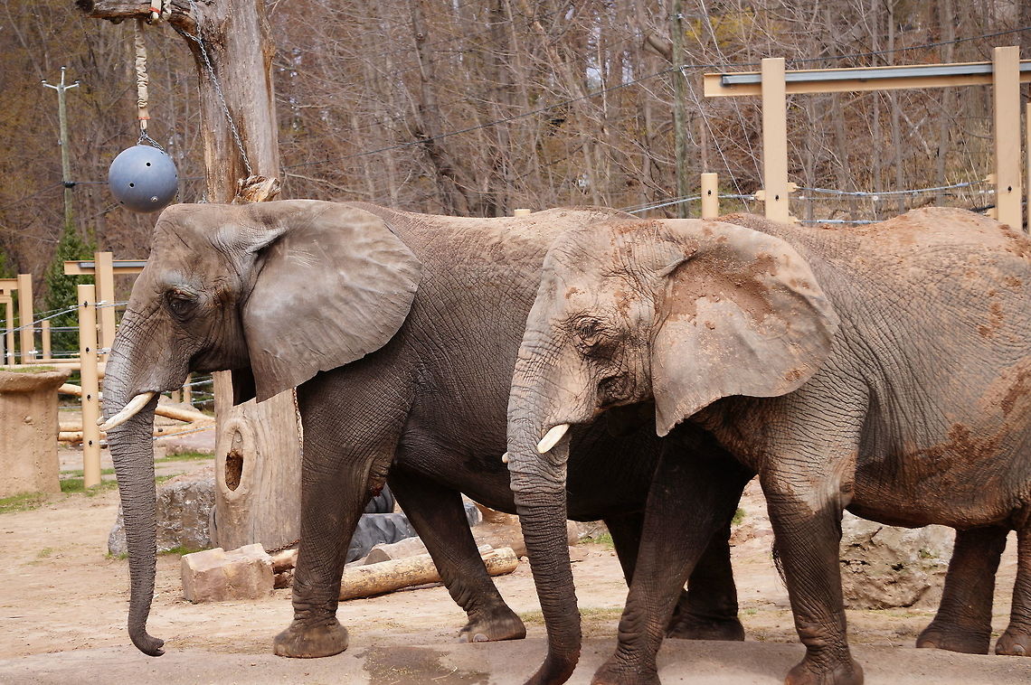 African Bush Elephant (Loxodonta africana)  African Bush Elephant,African Elephant,African bush elephant,Animal,Elephant,Elephantidae,Geotagged,Loxodonta,Loxodonta africana,Mammal,Nature,New York State,Proboscidea,Rochester,Seneca Park Zoo,United States,United States of America,Vertebrate