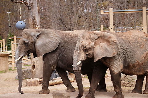 African Bush Elephant (Loxodonta africana)  African Bush Elephant,African Elephant,African bush elephant,Animal,Elephant,Elephantidae,Geotagged,Loxodonta,Loxodonta africana,Mammal,Nature,New York State,Proboscidea,Rochester,Seneca Park Zoo,United States,United States of America,Vertebrate