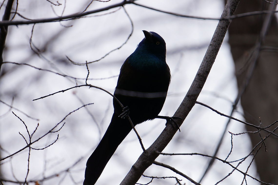 Common Grackle (Quiscalus quiscula)  Animal,Bird,Common Grackle,Common grackle,Geotagged,Grackle,Icteridae,Nature,New York State,Passeriformes,Perching Bird,Quiscalus,Quiscalus quiscula,Rochester,Seneca Park Zoo,United States,United States of America,Vertebrate