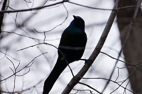 Common Grackle (Quiscalus quiscula)  Animal,Bird,Common Grackle,Common grackle,Geotagged,Grackle,Icteridae,Nature,New York State,Passeriformes,Perching Bird,Quiscalus,Quiscalus quiscula,Rochester,Seneca Park Zoo,United States,United States of America,Vertebrate