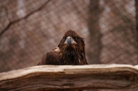 Juvenile Bald Eagle (Haliaeetus leucocephalus)  Bald Eagle,Geotagged,Haliaeetus leucocephalus,New York State,Rochester,Seneca Park Zoo,United States,United States of America