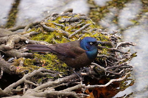 Common Grackle (Quiscalus quiscula)  Animal,Bird,Common Grackle,Common grackle,Geotagged,Grackle,Icteridae,Nature,New York State,Passeriformes,Perching Bird,Quiscalus,Quiscalus quiscula,Rochester,Seneca Park Zoo,United States,United States of America,Vertebrate,Winter