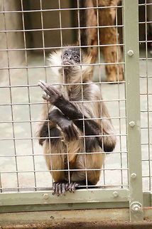 Black-handed Spider Monkey (Ateles geoffroyi)  Animal,Ateles,Ateles geoffroyi,Atelidae,Black-handed Spider Monkey,Geoffroys spider monkey,Geotagged,Mammal,Nature,New York State,Primate,Rochester,Seneca Park Zoo,Spider Monkey,Spring,United States,United States of America,Vertebrate