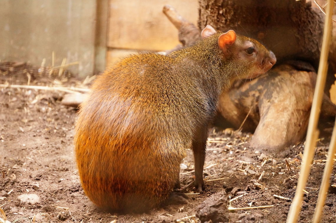 Red-rumped Agouti (Dasyprocta leporina)  Agouti,Animal,Brazilian Agouti,Dasyprocta,Dasyprocta leporina,Dasyproctidae,Geotagged,Mammal,Nature,New York State,Red-rumped Agouti,Rochester,Rodent,Rodentia,Seneca Park Zoo,United States,United States of America,Vertebrate,Winter