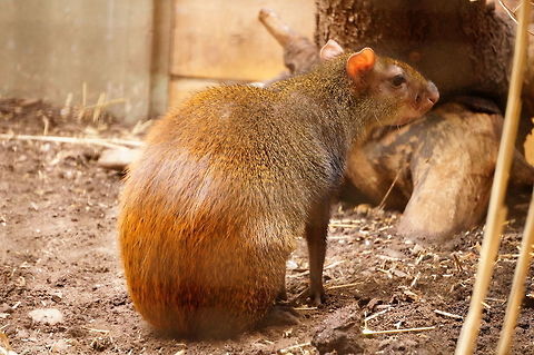 Red-rumped Agouti (Dasyprocta leporina)  Agouti,Animal,Brazilian Agouti,Dasyprocta,Dasyprocta leporina,Dasyproctidae,Geotagged,Mammal,Nature,New York State,Red-rumped Agouti,Rochester,Rodent,Rodentia,Seneca Park Zoo,United States,United States of America,Vertebrate,Winter