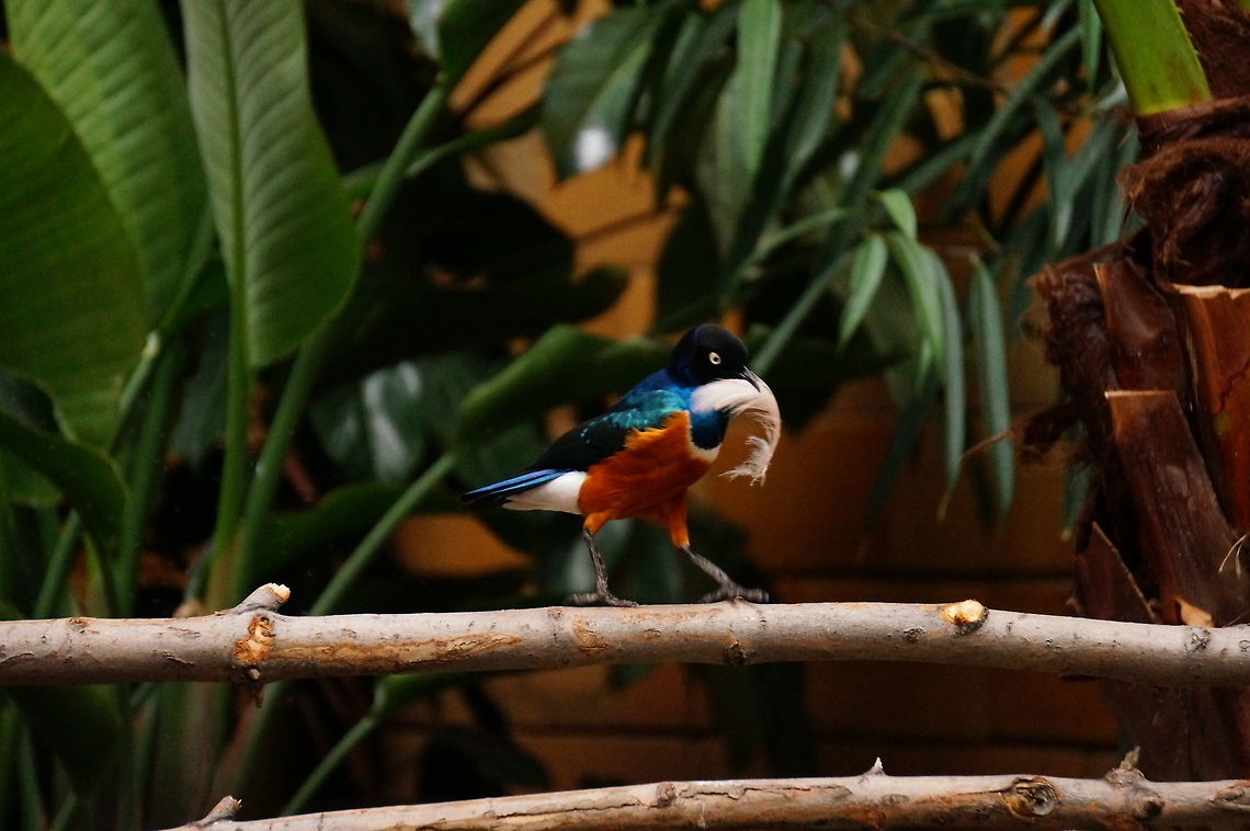 Feather-wielding Superb Starling (Lamprotornis superbus)  Geotagged,Lamprotornis superbus,New York State,Rochester,Seneca Park Zoo,Superb Starling,United States,United States of America