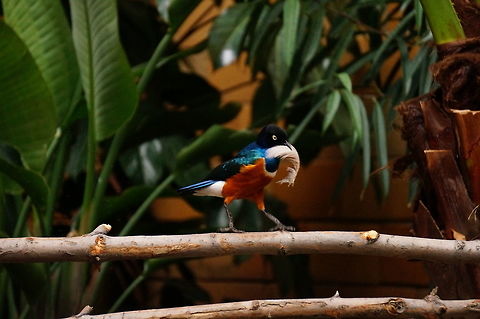 Feather-wielding Superb Starling (Lamprotornis superbus)  Geotagged,Lamprotornis superbus,New York State,Rochester,Seneca Park Zoo,Superb Starling,United States,United States of America
