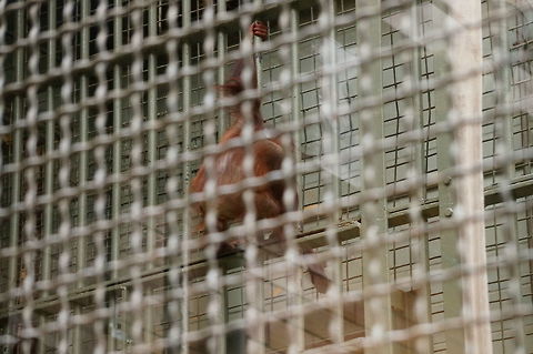 Bornean Orangutan (Pongo pygmaeus) "Bella" on her second birthday Bornean orangutan,Geotagged,New York State,Pongo pygmaeus,Rochester,Seneca Park Zoo,United States,United States of America