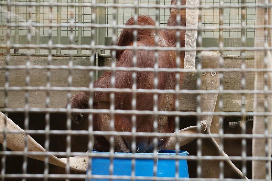 Bornean Orangutan (Pongo pygmaeus)  Bornean orangutan,Geotagged,New York State,Pongo pygmaeus,Rochester,Seneca Park Zoo,Spring,United States,United States of America