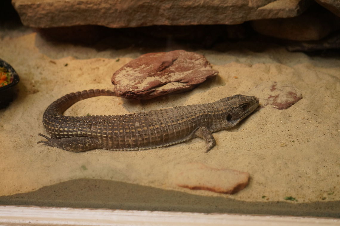 Great Plated Lizard (Gerrhosaurus major)  Animal,Geotagged,Gerrhosauridae,Gerrhosaurus,Gerrhosaurus major,Great Plated Lizard,Lizard,Nature,New York State,Reptile,Rochester,Scaled Reptile,Seneca Park Zoo,Spring,Squamata,Sudan plated lizard,United States,United States of America,Vertebrate