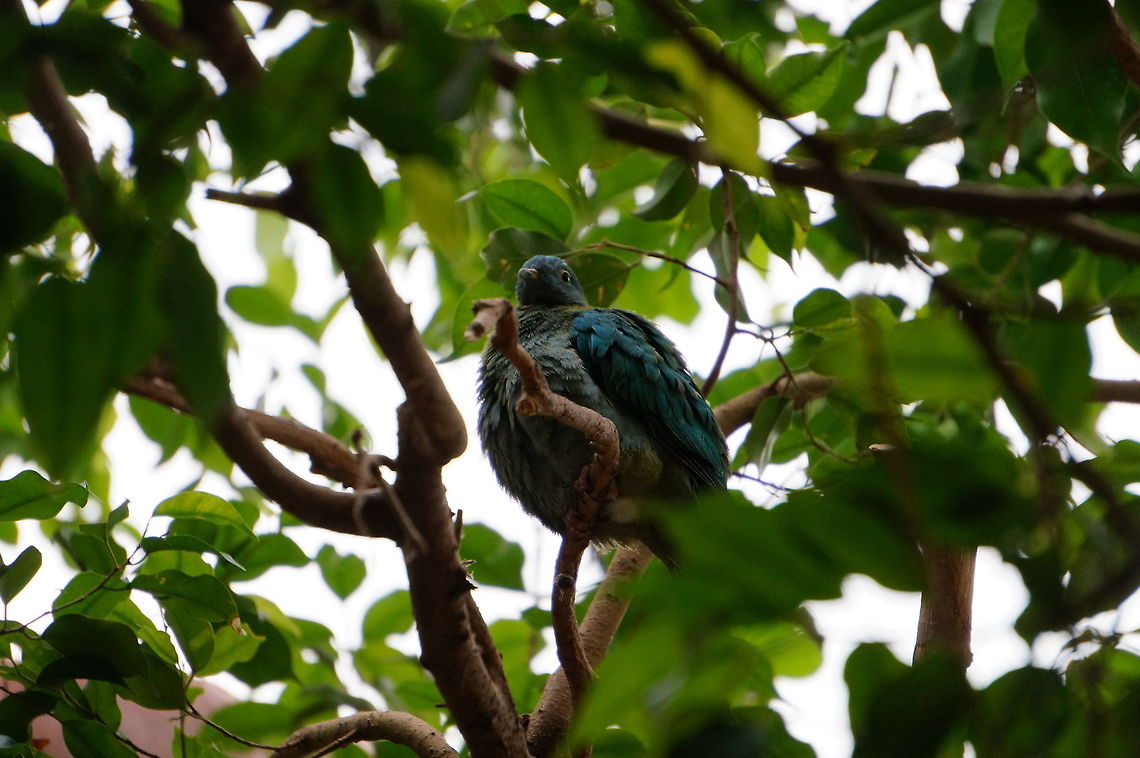 Black-naped fruit dove (Ptilinopus melanospilus)  Animal,Bird,Black-naped fruit dove,Columbidae,Columbiformes,Dove,Fruit dove,Geotagged,Nature,New York State,Ptilinopus,Ptilinopus melanospilus,Rochester,Seneca Park Zoo,United States,United States of America,Vertebrate