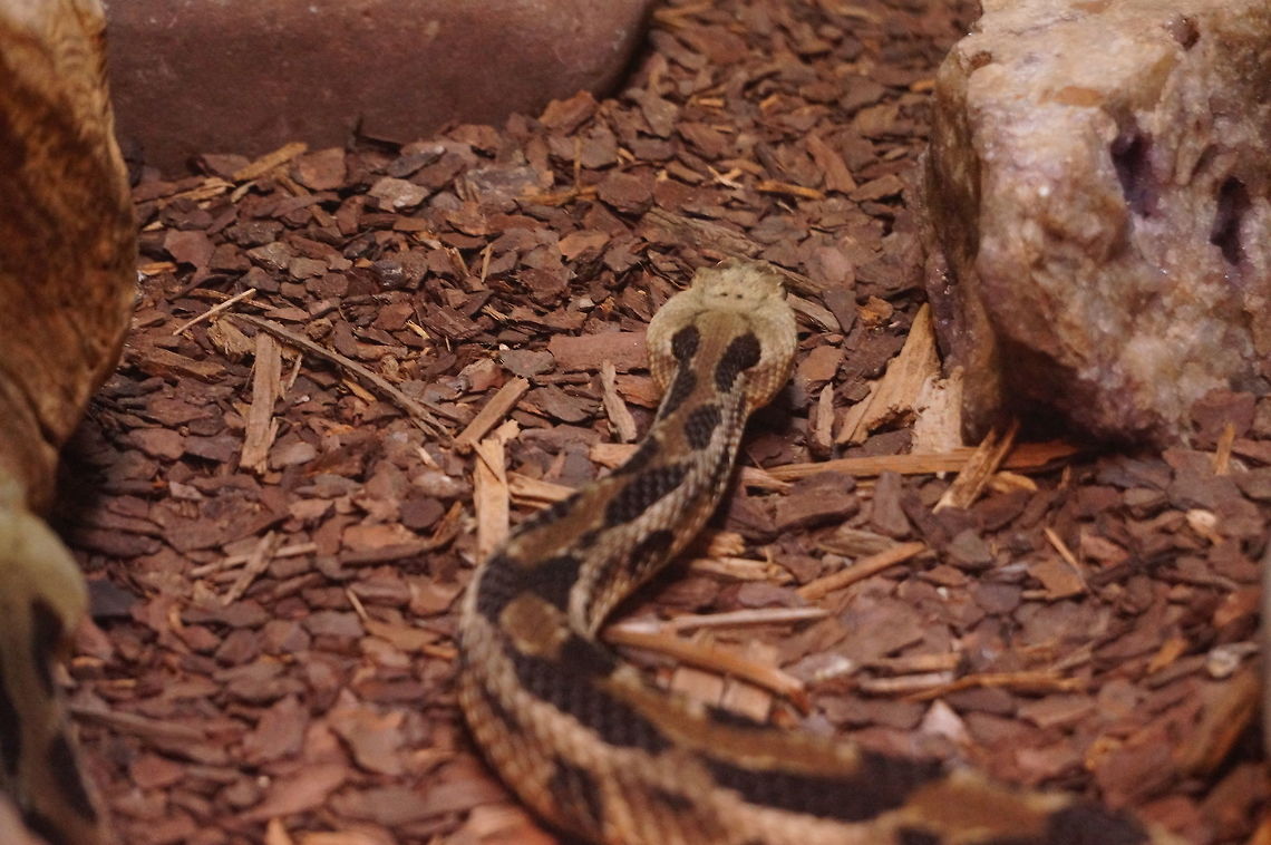Timber Rattlesnake (Crotalus horridus)  Animal,Crotalinae,Crotalus,Crotalus horridus,Nature,New York State,Pit Viper,Reptile,Rochester,Scaled Reptile,Seneca Park Zoo,Serpentes,Snake,Squamata,Timber Rattlesnake,Timber rattlesnake,United States,United States of America,Vertebrate