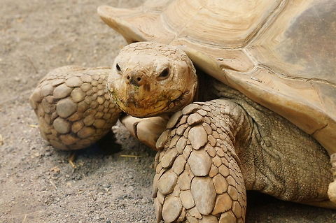 African Spurred Tortoise (Centrochelys sulcata)  African Spurred Tortoise,African spurred tortoise,Animal,Centrochelys,Centrochelys sulcata,Cryptodira,Geotagged,Nature,New York State,Reptile,Rochester,Seneca Park Zoo,Testudines,Testudinidae,Tortoise,Turtle,United States,United States of America,Vertebrate