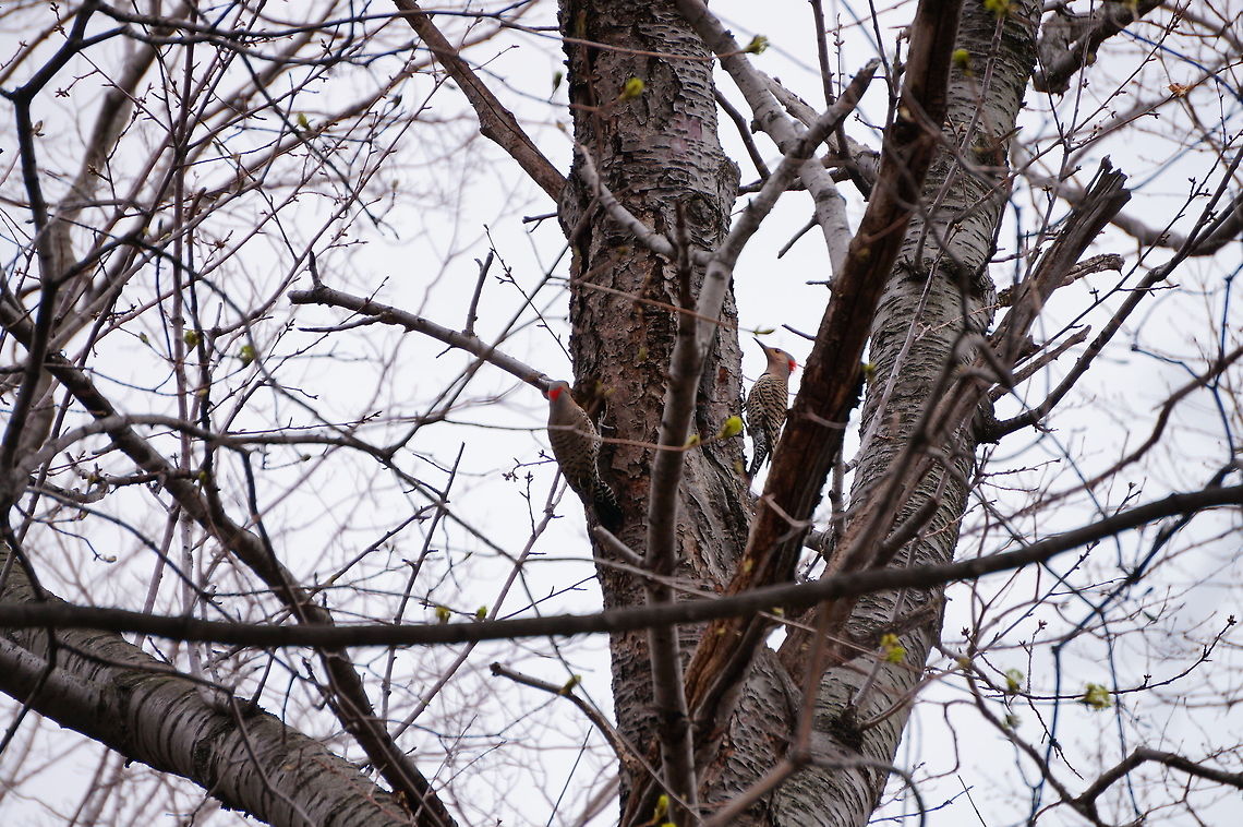 Northern Flicker (Colaptes auratus)  Animal,Bird,Colaptes,Colaptes auratus,Flicker,Geotagged,Nature,New York State,Northern Flicker,Northern flicker,Picidae,Piciformes,Rochester,Seneca Park Zoo,United States,United States of America,Vertebrate,Woodpecker