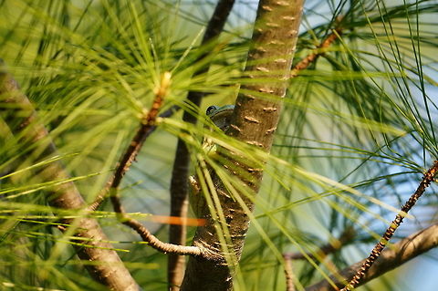 Gray tree frog (Hyla versicolor)  Amphibian,Animal,Anura,Frog,Geotagged,Gray tree frog,Hyla,Hyla versicolor,Hylidae,Nature,United States,Vertebrate,Winter