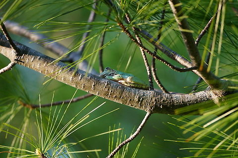 Gray tree frog (Hyla versicolor)  Amphibian,Animal,Anura,Frog,Geotagged,Gray tree frog,Hyla,Hyla versicolor,Hylidae,Nature,United States,Vertebrate,Winter
