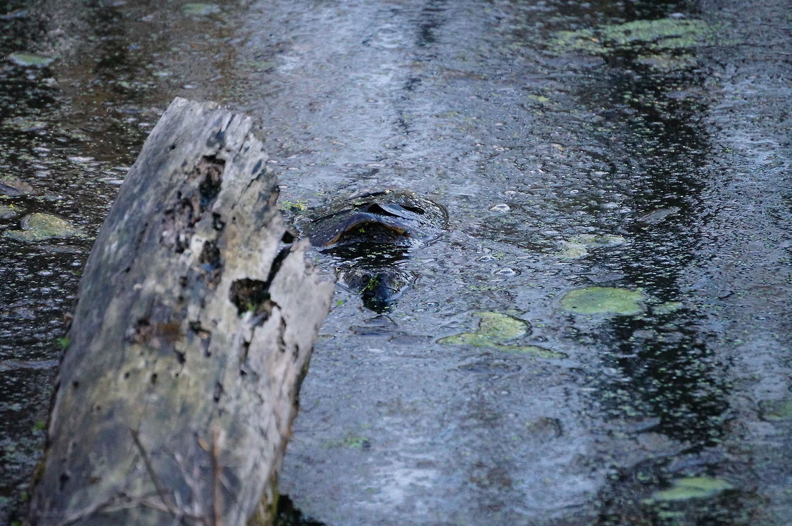 Common snapping turtle (Chelydra serpentina)  Chelydra serpentina,Common snapping turtle,Geotagged,Spring,United States