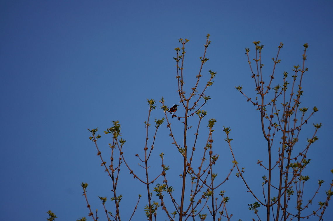 Orchard Oriole (Icterus spurius)  Animal,Bird,Geotagged,Icteridae,Icterus,Icterus spurius,Male,Nature,New World Oriole,Orchard oriole,Passeriformes,Perching Bird,United States,Vertebrate,Winter