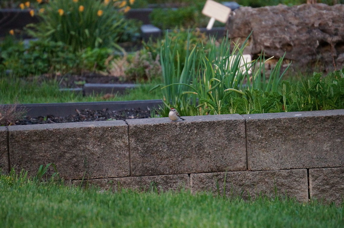 Chipping Sparrow (Spizella passerina)  Animal,Bird,Chipping Sparrow,Chipping sparrow,Emberizidae,Geotagged,Henrietta,Nature,New York State,Passeriformes,Perching Bird,Rochester,Spizella,Spizella passerina,Tinker Nature Park,United States,United States of America,Vertebrate,Winter