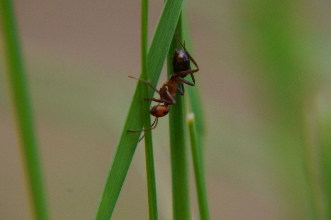 Carpenter Ant (unknown species)  Animal,Ant,Apocrita,Arthropod,Camponotini,Camponotus,Carpenter ant,Formicidae,Geotagged,Hymenoptera,Insect,Nature,Spring,United States