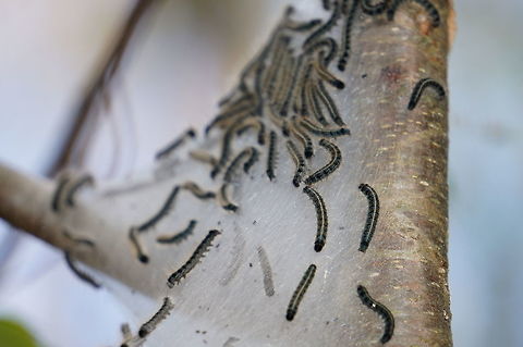 Eastern Tent Caterpillar (Malacosoma americanum)  Animal,Arthropod,Eastern tent caterpillar,Geotagged,Insect,Lasiocampidae,Lepidoptera,Malacosoma,Malacosoma americanum,Moth,Nature,Spring,United States