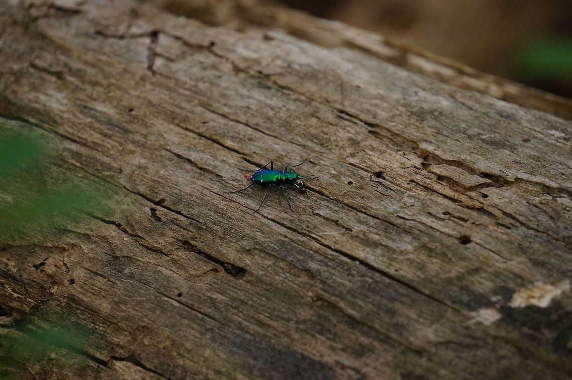 Six-spotted Tiger Beetle (Cicindela sexguttata)  Animal,Arthropod,Beetle,Carabidae,Cicindela,Cicindela sexguttata,Coleoptera,Common Tiger Beetle,Geotagged,Ground Beetle,Insect,Nature,Six-Spotted Tiger Beetle,Spring,United States