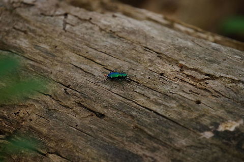 Six-spotted Tiger Beetle (Cicindela sexguttata)  Animal,Arthropod,Beetle,Carabidae,Cicindela,Cicindela sexguttata,Coleoptera,Common Tiger Beetle,Geotagged,Ground Beetle,Insect,Nature,Six-Spotted Tiger Beetle,Spring,United States