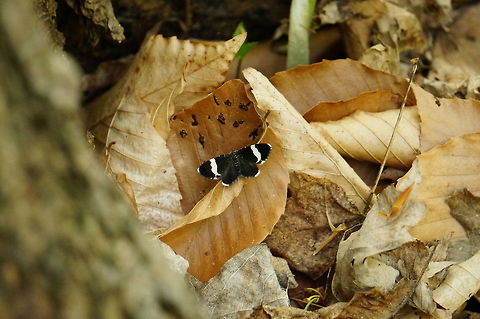 White-striped Black Moth (Trichodezia albovittata)  Animal,Arthropod,Geometer moth,Geometridae,Geotagged,Henrietta,Insect,Lepidoptera,Moth,Nature,New York State,Rochester,Spring,Tinker Nature Park,Trichodezia,Trichodezia albovittata,United States,United States of America,White-striped Black Moth