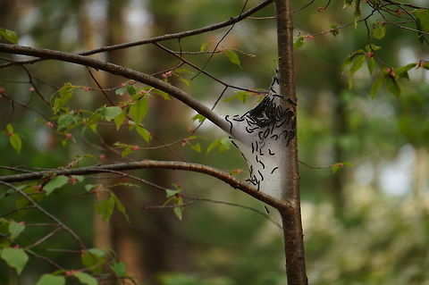 Eastern Tent Caterpillar (Malacosoma americanum)  Animal,Arthropod,Eastern tent caterpillar,Geotagged,Insect,Lasiocampidae,Lepidoptera,Malacosoma,Malacosoma americanum,Moth,Nature,Spring,United States,moth week 2018