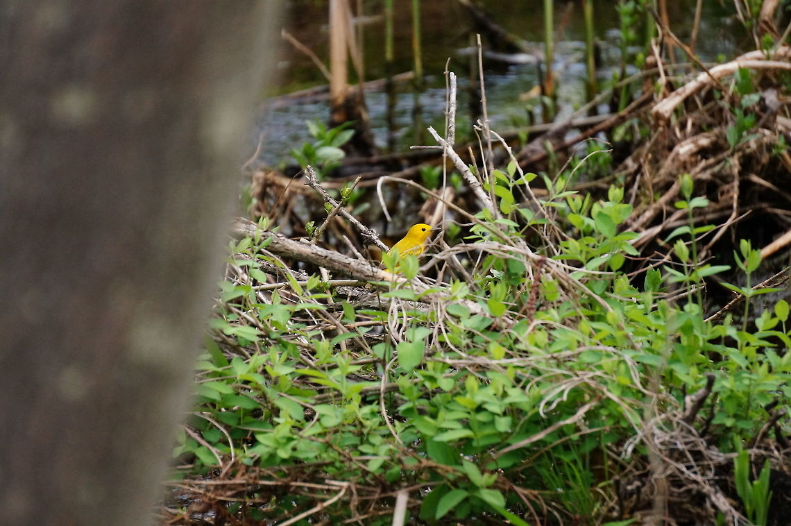 American Yellow Warbler (Setophaga petechia)  American yellow warbler,Animal,Bird,Geotagged,Nature,New World Warbler,Parulidae,Passeriformes,Perching Bird,Setophaga,Setophaga petechia,Spring,United States,Vertebrate,Yellow Warbler